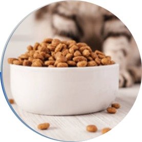 Animal Foods & Feeds Testing